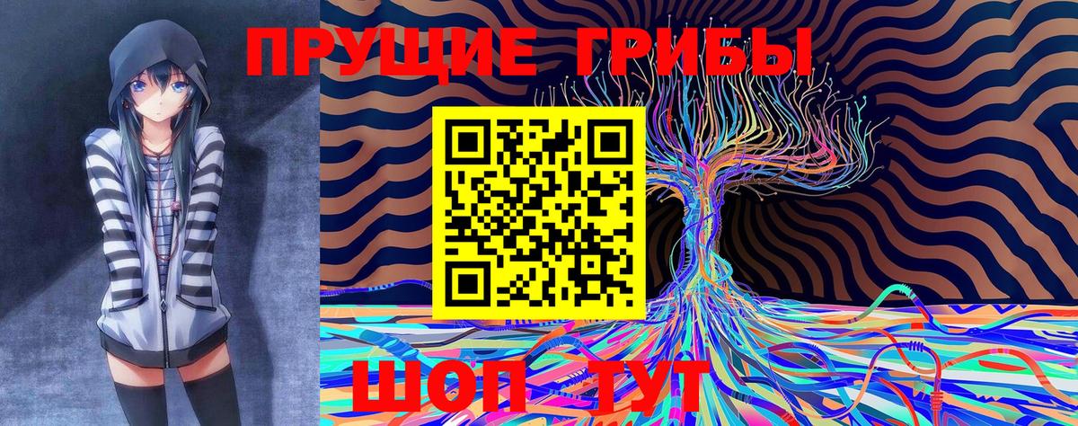 Петрозаводск  Псилоцибиновые грибы Cubensis  Вход с VPN 